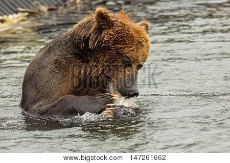 Brown bear eating fish caught in Kurile Lake. Southern Kamchatka Wildlife Refuge in Russia.