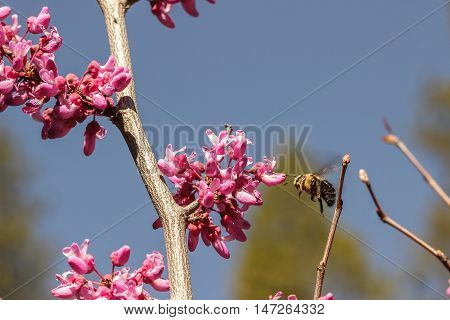 Carpenter bee (Xylocopa) hovering before a western redbud (Cercis occidentalis) flowering tree