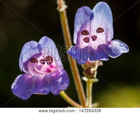 Penstemon known as the beardstongue purple pink and blue flower that is commonly grown in the garden. This specimen glows brightly in the sun.