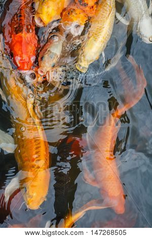 Colorful fish or CARP or fancy carp, also known as fancy carp, black carp. Or carp IX. A freshwater fish of the carp.