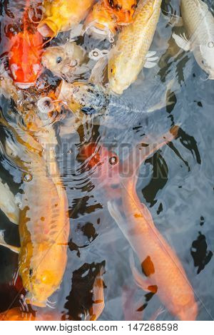 Colorful fish or CARP or fancy carp, also known as fancy carp, black carp. Or carp IX. A freshwater fish of the carp.