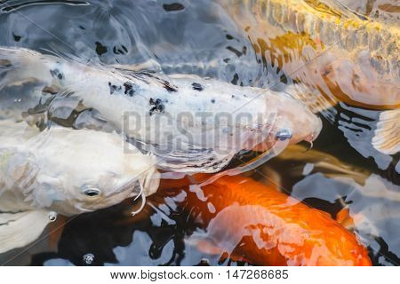 Colorful fish or CARP or fancy carp, also known as fancy carp, black carp. Or carp IX. A freshwater fish of the carp.
