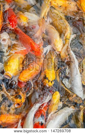 Colorful fish or CARP or fancy carp, also known as fancy carp, black carp. Or carp IX. A freshwater fish of the carp.