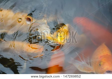 Colorful fish or CARP or fancy carp, also known as fancy carp, black carp. Or carp IX. A freshwater fish of the carp.