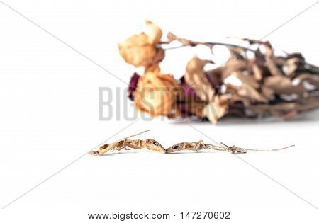 Couple lizard are dead among dried flower on white background