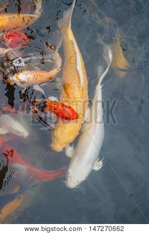 Colorful fish or CARP or fancy carp, also known as fancy carp, black carp. Or carp IX. A freshwater fish of the carp.