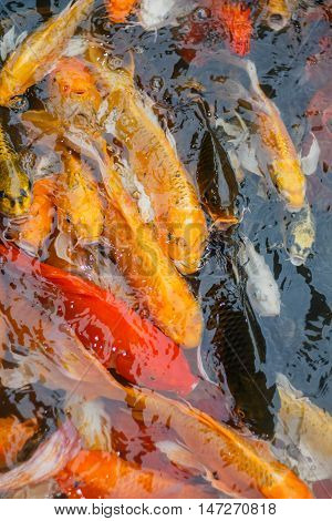 Colorful fish or CARP or fancy carp, also known as fancy carp, black carp. Or carp IX. A freshwater fish of the carp.