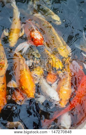 Colorful fish or CARP or fancy carp, also known as fancy carp, black carp. Or carp IX. A freshwater fish of the carp.