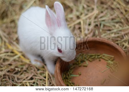 white eating baby rabbits in hay background