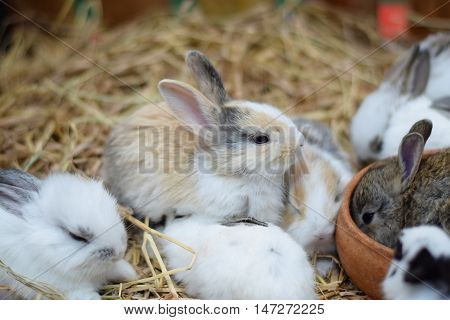 baby rabbits in variety colors black brown and white on hay background