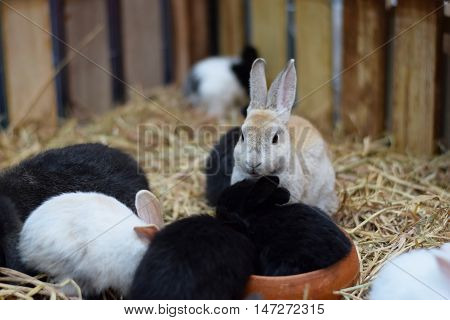 baby rabbits in variety colors black brown and white on hay background