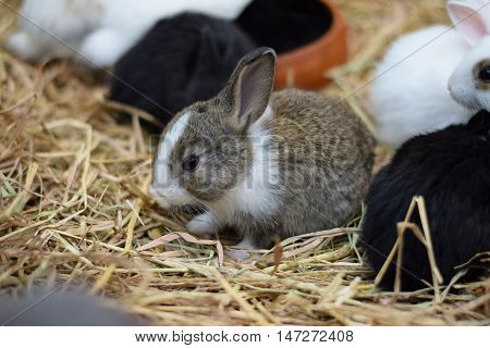 baby rabbits in variety colors black brown and white on hay background