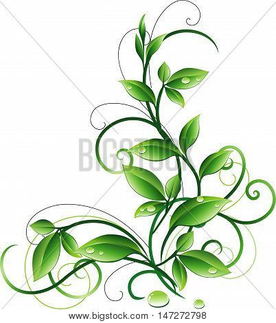 Decoraive branch wih green leaves and dropes