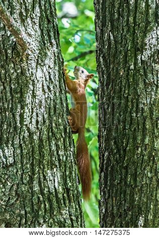 squirrel jumps in the summer green forest