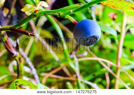 Berry blueberry on a twig in green forest