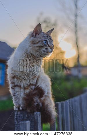 Smoky the cat on the fence at sunset