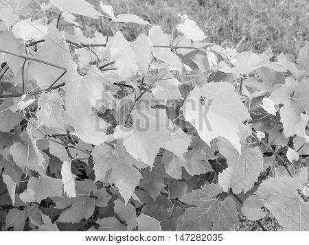 Vitis (grapevine) Plant In Black And White