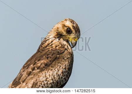 Juvenile White Eyed Buzzard perched for portrait. Portrait of Buzzard
