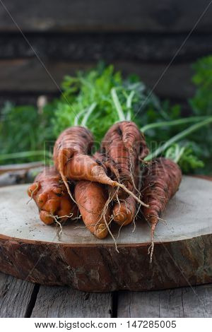 Healthy food concept orange carrots from the garden harvest