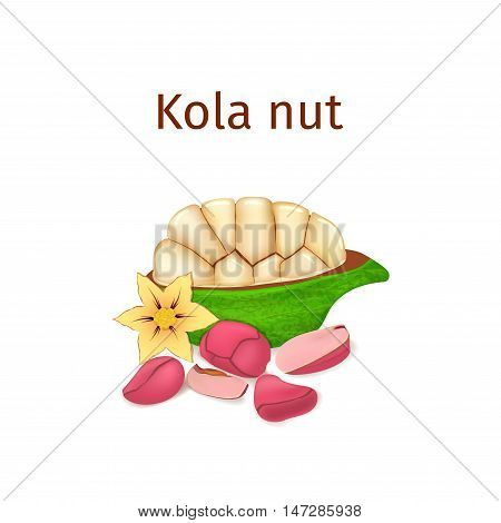 Vector illustration of a kola nut. Appetizing kola nut tree with yellow flower, red and yellow nuts and leaves on a white background. Elements of packaging design brochures on healthy eating