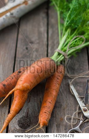 Healthy food concept orange carrots from the garden harvest
