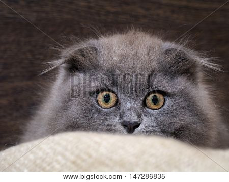 Excellent kitten looks out of plaid. Huge eyes. Grey Cat Fluffy Fold. Owlish
