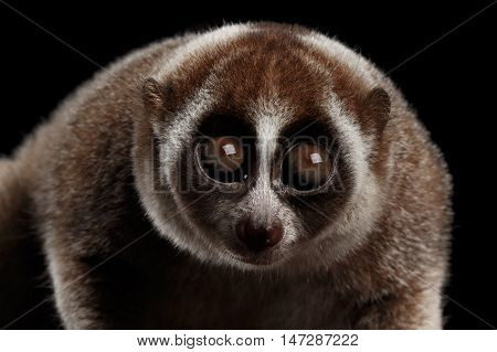 Close-up Face of Cute Lemur Slow Loris Stare Isolated Black background
