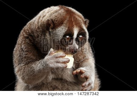 Close-up Face of Cute Lemur Slow Loris Sitting and Eating Isolated Black background