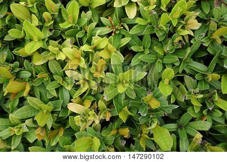 Close up picture of leaves and bud of flowers, use as background and texture.