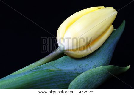 Tulip
