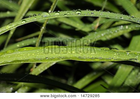 Hierba con gotas
