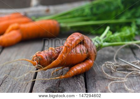 Healthy food concept orange carrots from the garden harvest