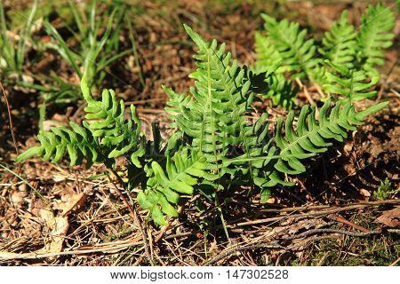 Wall Fern With Edible Roots