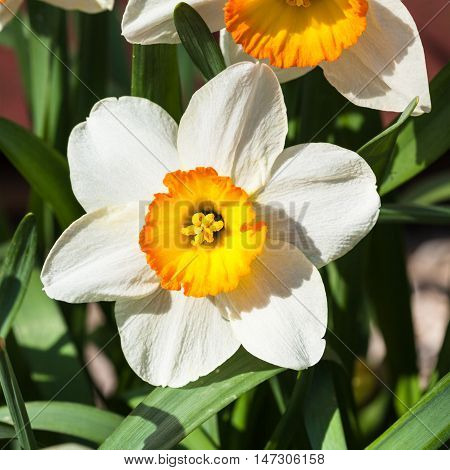 Narcissus Tazetta Cultivar Flower Close Up