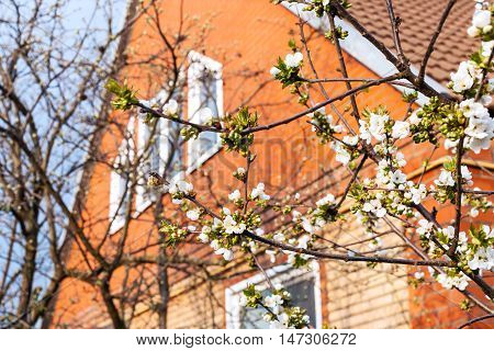 Blossoms Of Black Cherry And Country House