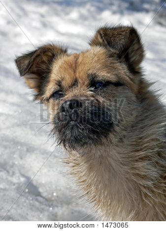 Piccolo cane con piccola barba 1