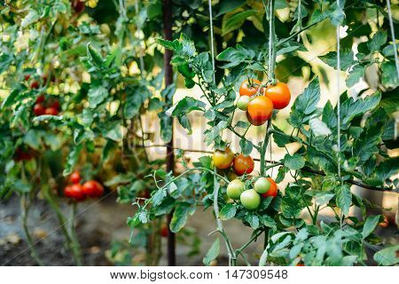 Vegetable Garden With Plants Of Red Tomatoes. Ripe Tomatoes On A