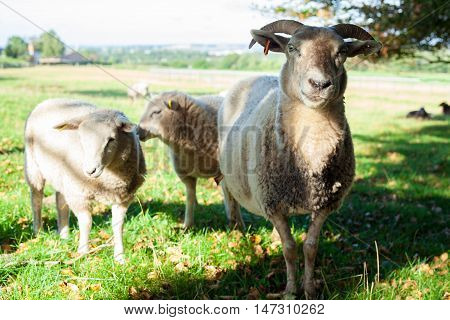 A Sheep with Two Lambs Standing in a Field at Lindholm Høje
