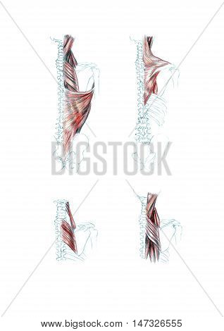 Hand drawn medical illustration drawing with imitation of lithography: Muscles of back