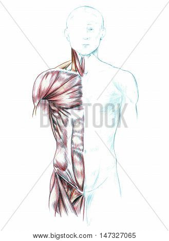 Hand drawn medical illustration drawing with imitation of lithography: Muscles of neck, shoulders, chest and abdomen
