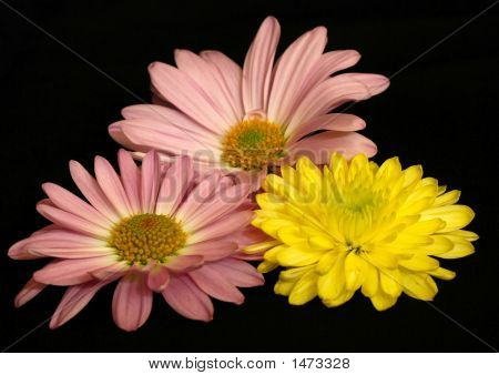Flores sobre fondo negro