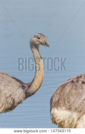 Emu in the lake smiling and looking down