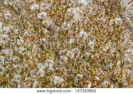 full frame detail shot showing some sere vegetation