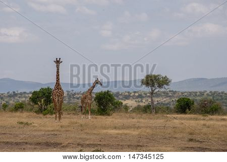Giraffes in the Wilderness of Masai mara Kenia