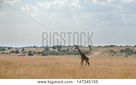 Giraffes in the Wilderness of Masai mara Kenia