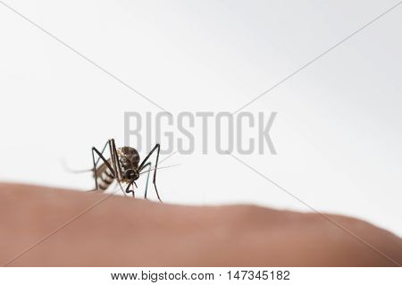Aedes Aegypti Mosquito. Close Up A Mosquito Sucking Human Blood