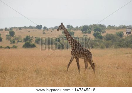 Giraffes in the Wilderness of Masai mara Kenia