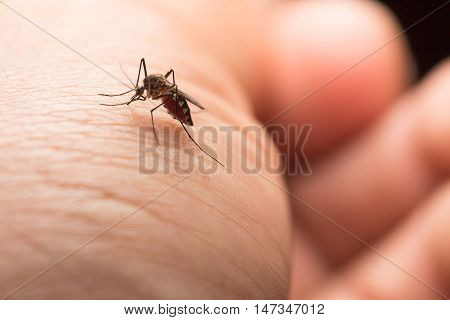 Aedes Aegypti Mosquito. Close Up A Mosquito Sucking Human Blood