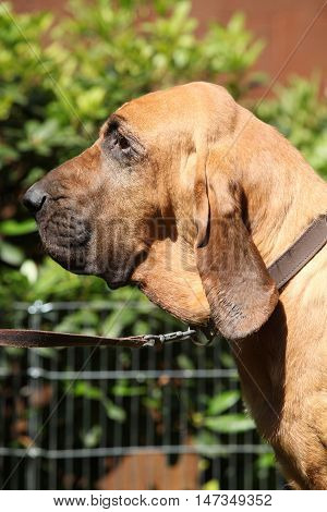 Portrait Of Bloodhound In The Garden
