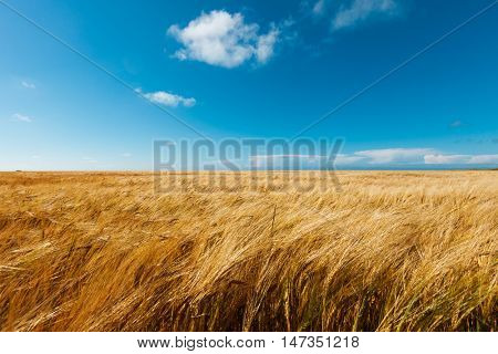 golden wheat field and blue sky